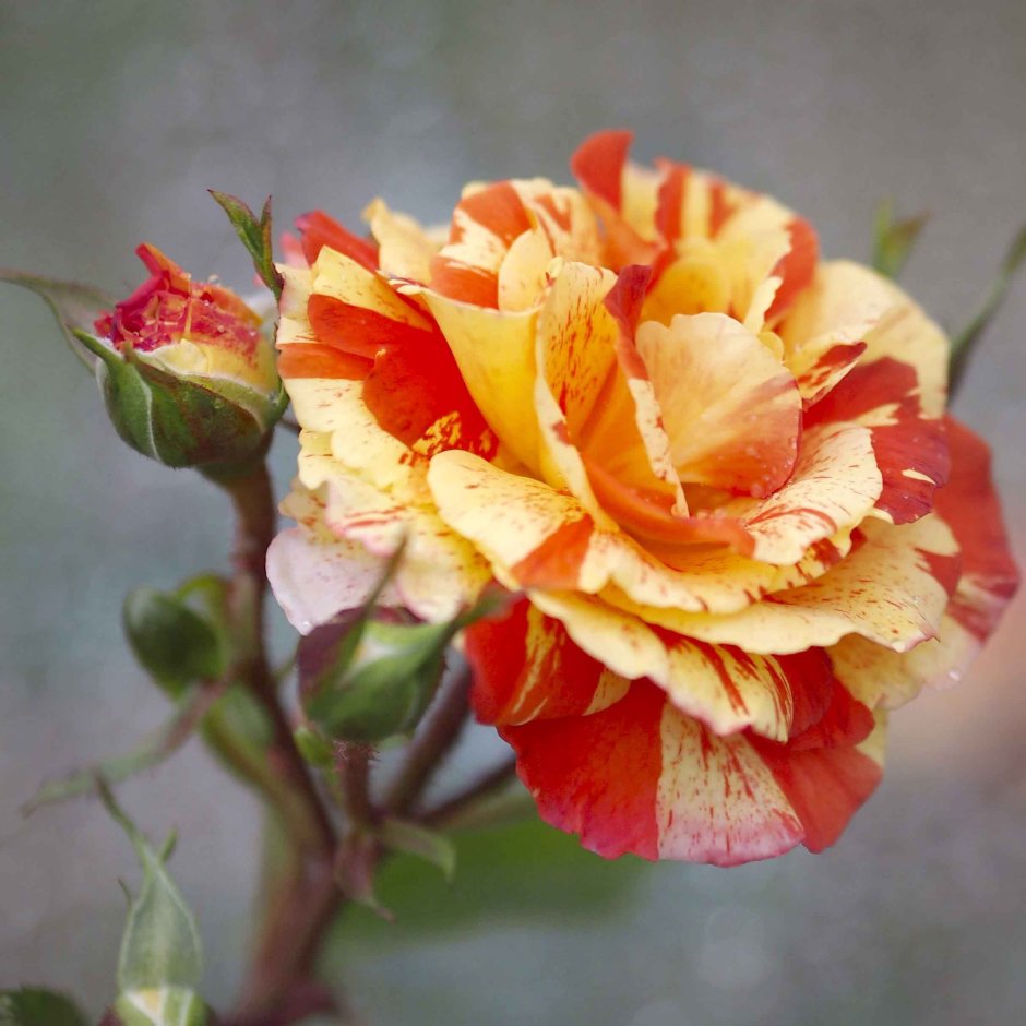 Роза полиантовая Папагено