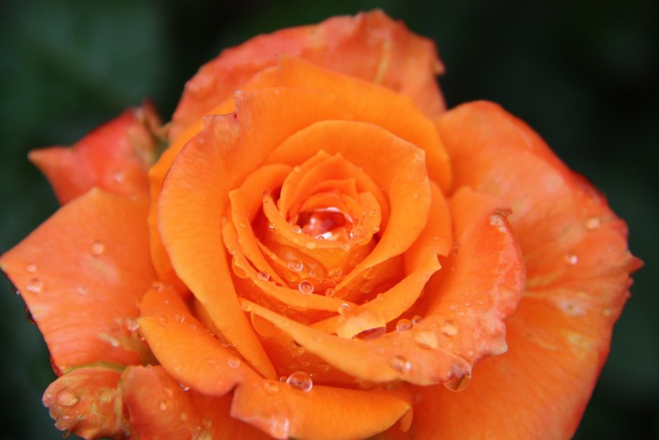 Роза флорибунда Вайт
