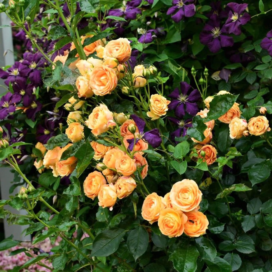 Роза флорибунда оранж