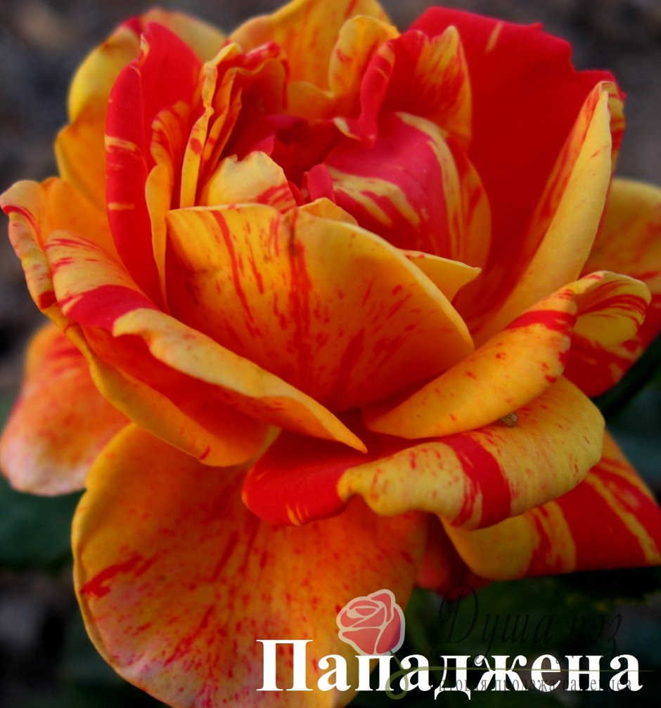Роза чайно-гибридная Папагено