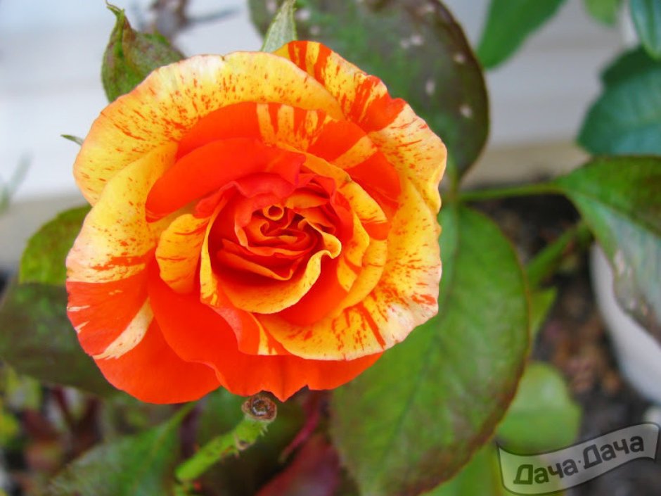 Роза оранж интуишн