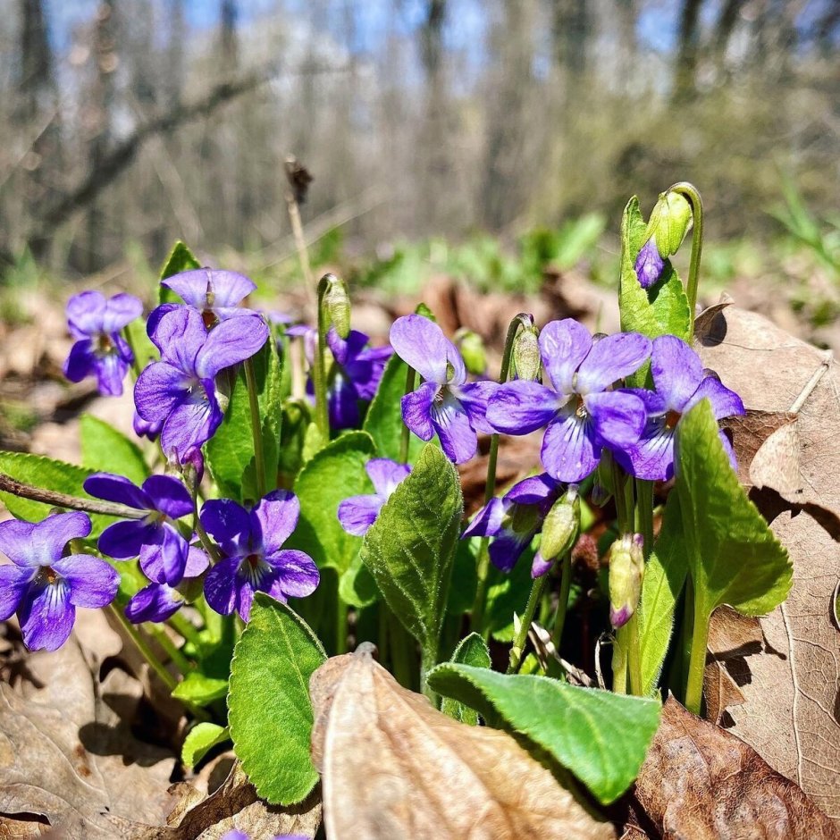 Лесные фиалки