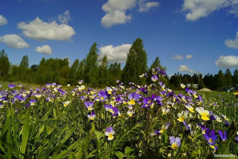 Полянка с Лесные фиалки