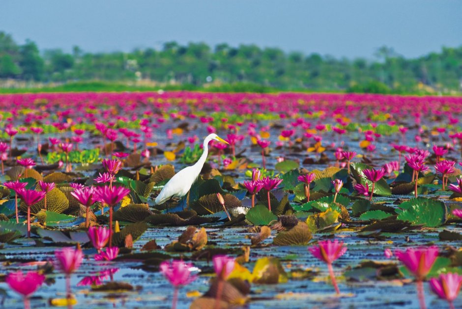 Озеро с лотосами в тайланде