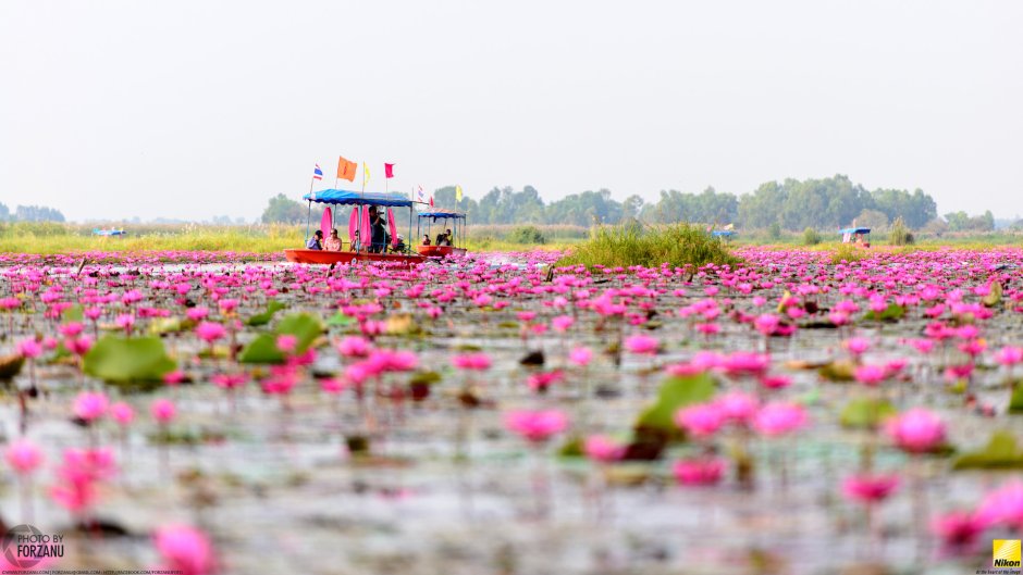 Lotus Pond