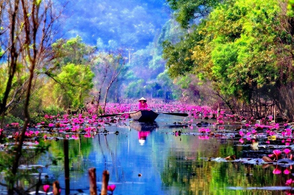 Озеро лотосов в Камбодже