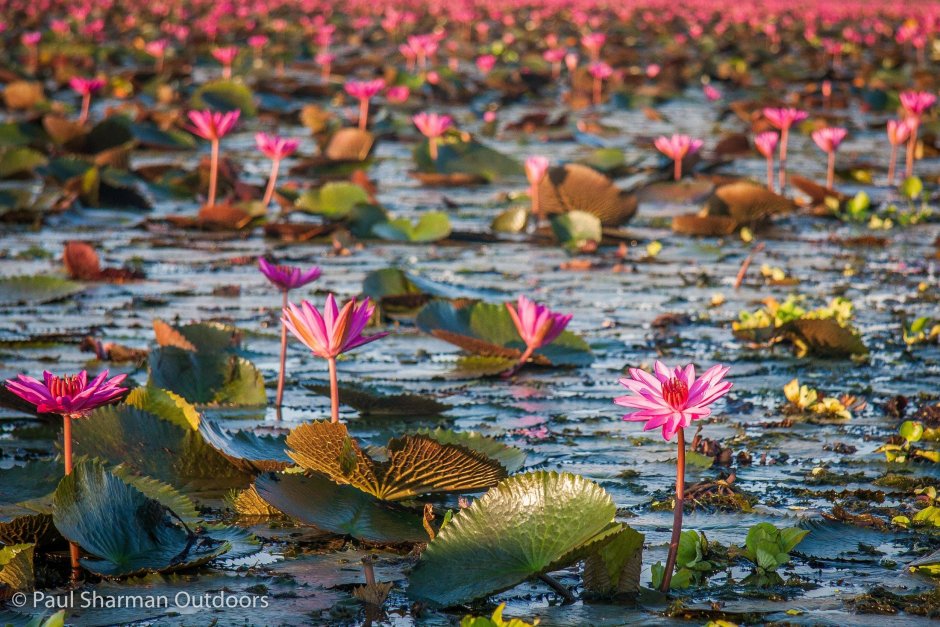 Озеро красных лотосов. Провинция Удонтхани, Таиланд.