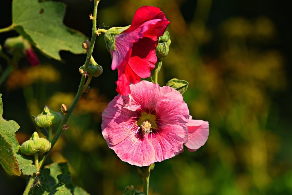 Hollyhock Мальва