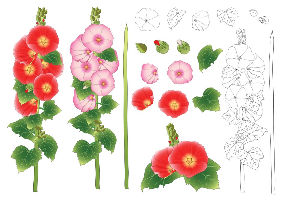 Мальва – Alcea rosea поле