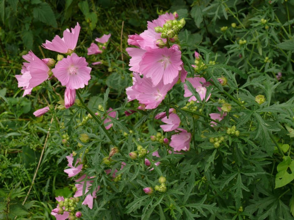 Мальва мускусная rosea