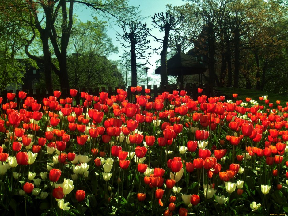 Обои Весна парк с тюльпанами
