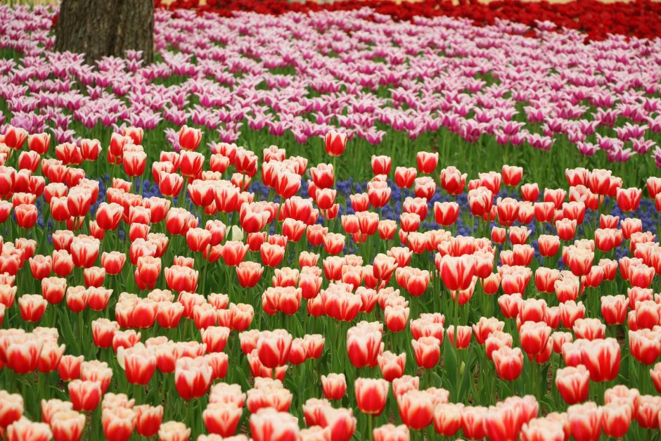 Парк тюльпанов в Пекине