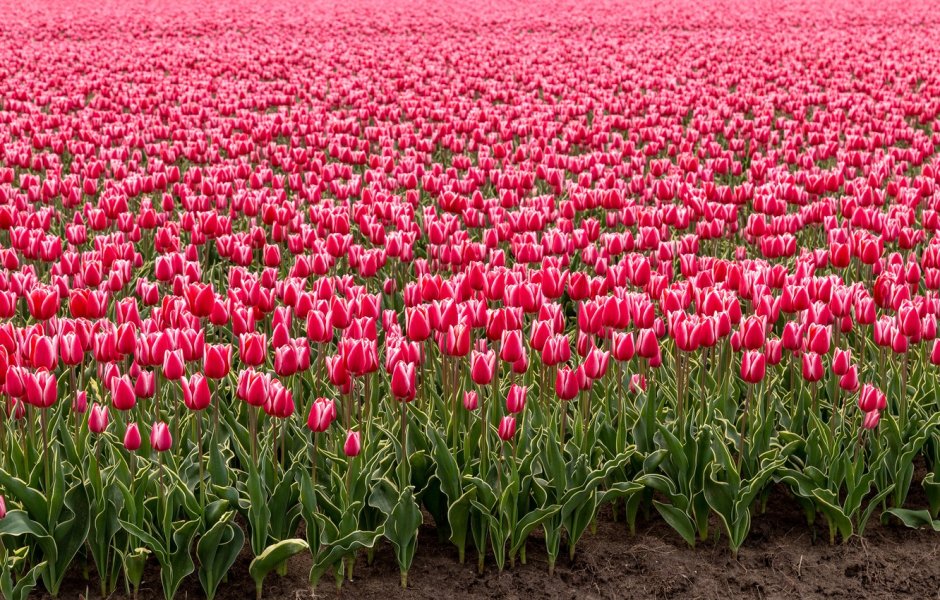 Амстердам тюльпаны плантации
