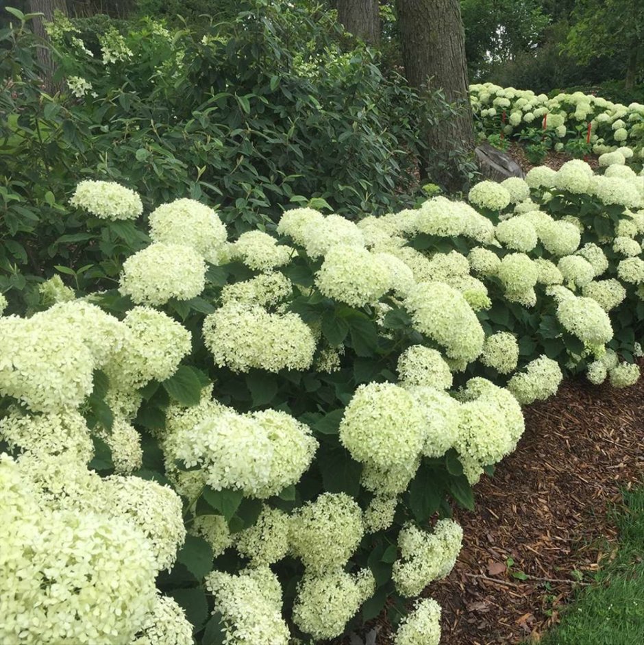 Гортензия древовидная (Hydrangea arborescens bellaragazza limetta) pw, c3