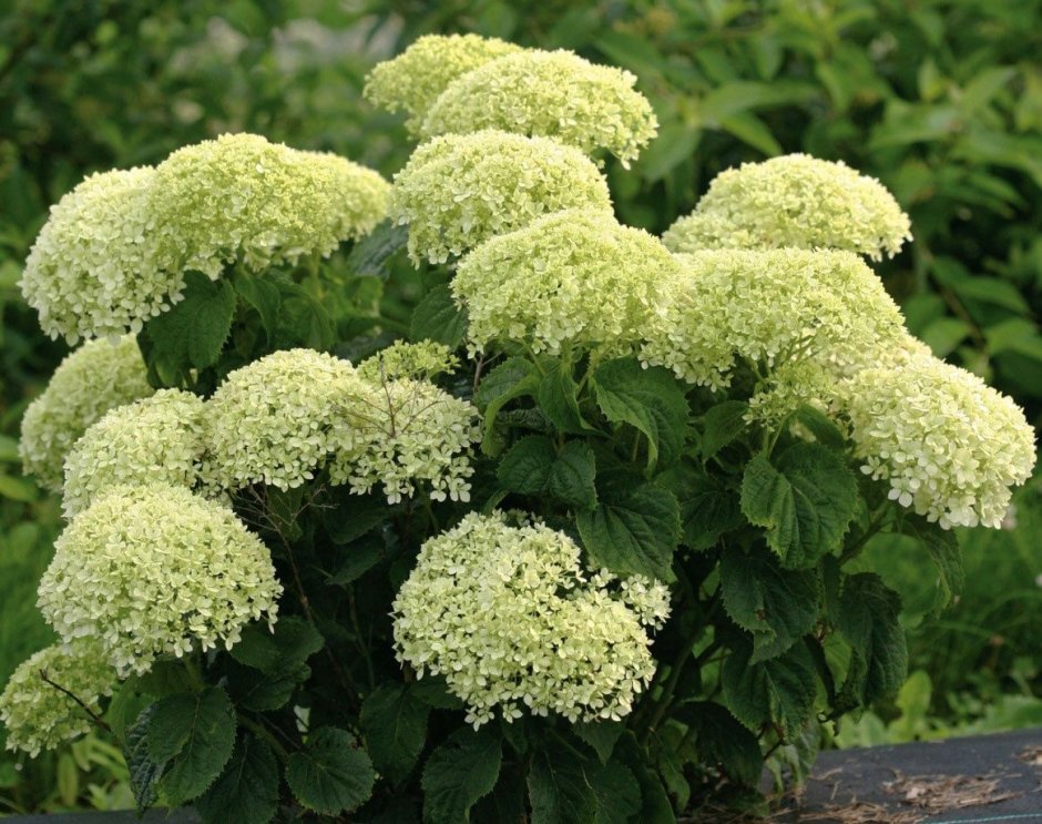 Гортензия древовидная (Hydrangea arborescens bellaragazza limetta) pw, c3