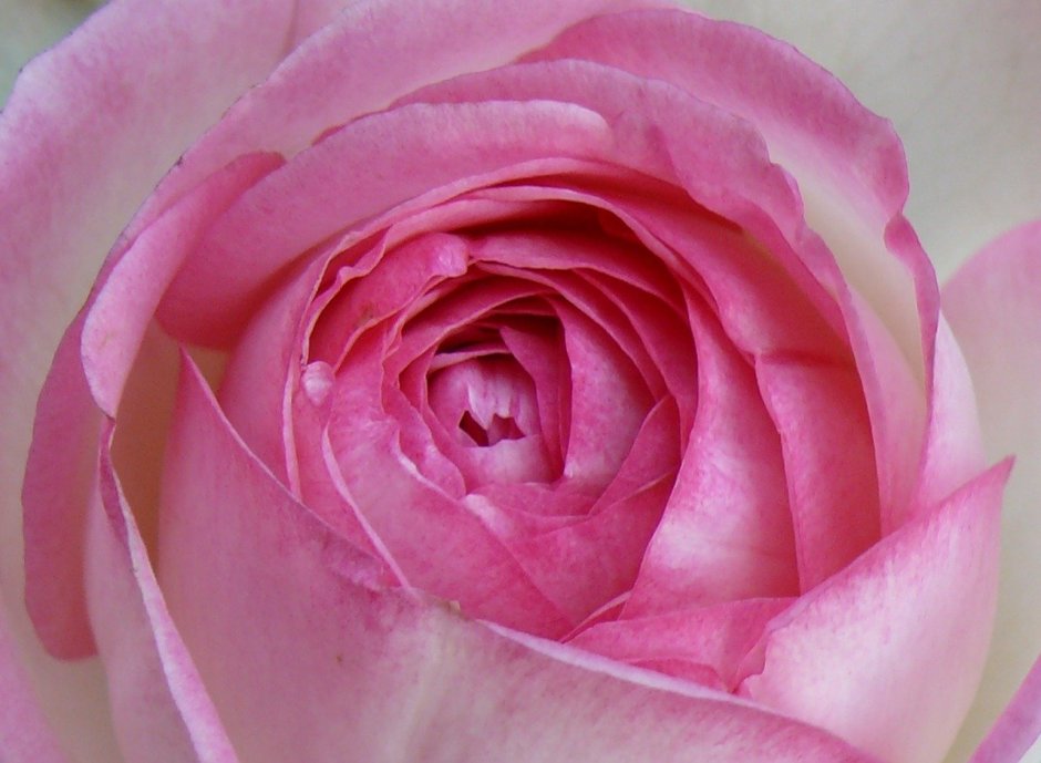 Персиковая роза Эрмоса