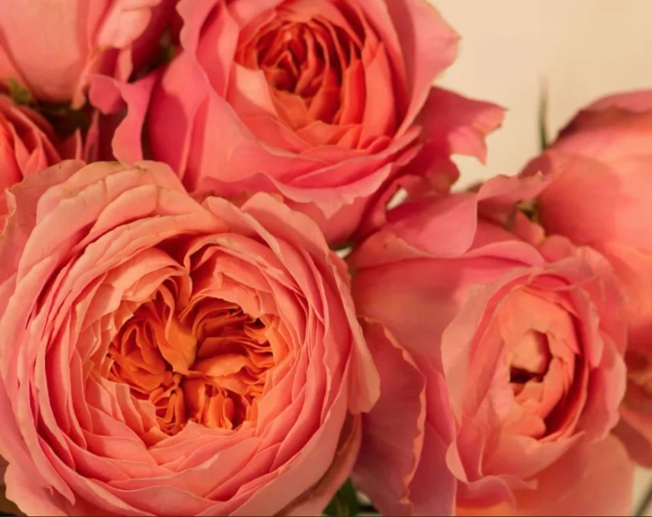 Язык цветов тёмно-розовая роза