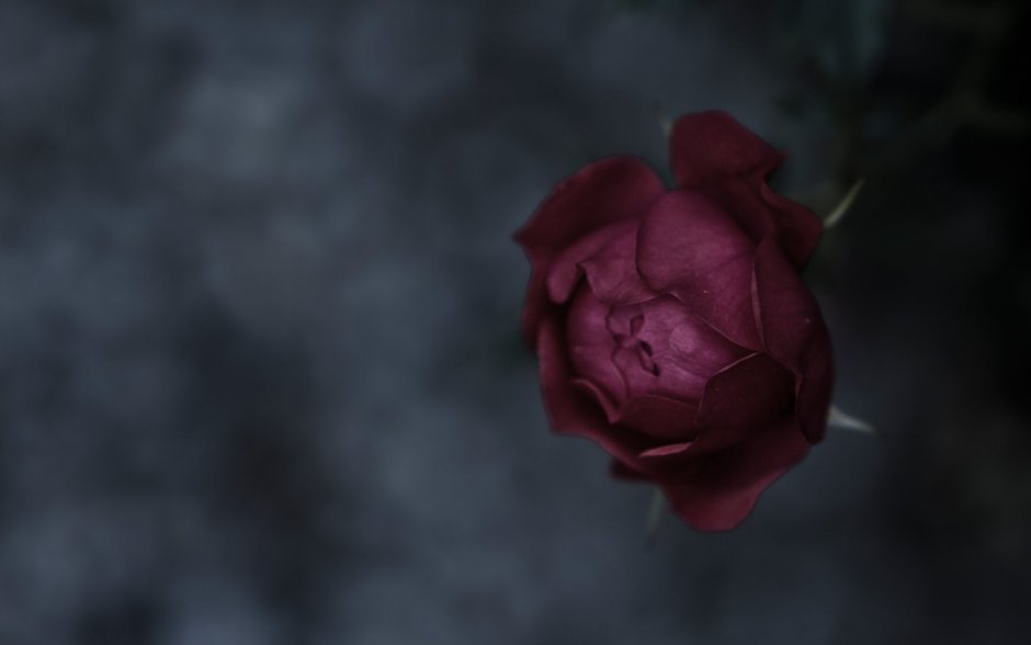 Готическая роза с шипами