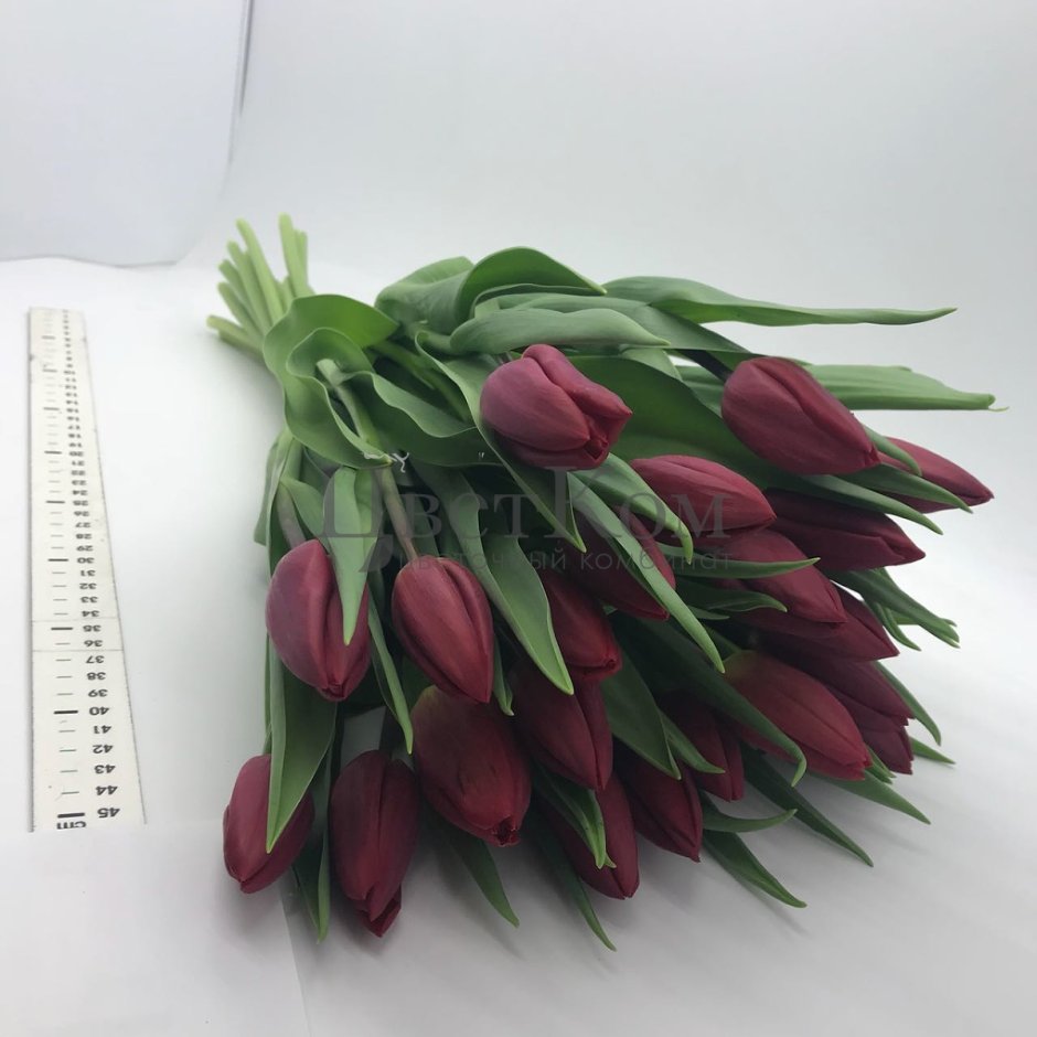 Бордовые тюльпаны букет