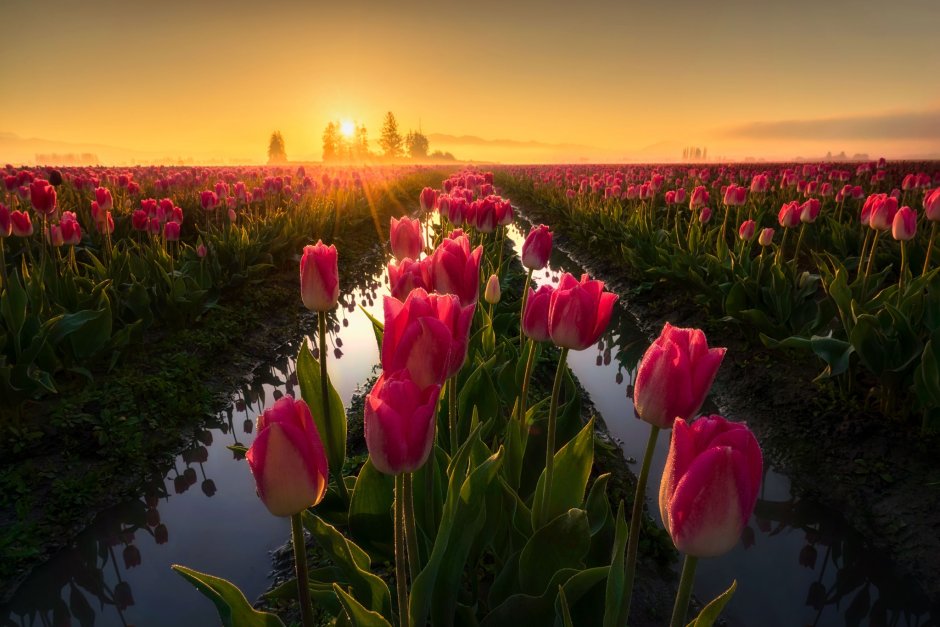 Красивые фото арт пейзаж море тюльпаны