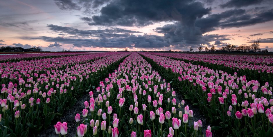 Нидерланды фермы цветов