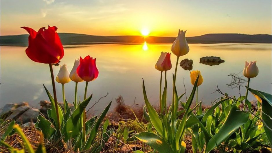 Цветение тюльпанов на Опуке Крым