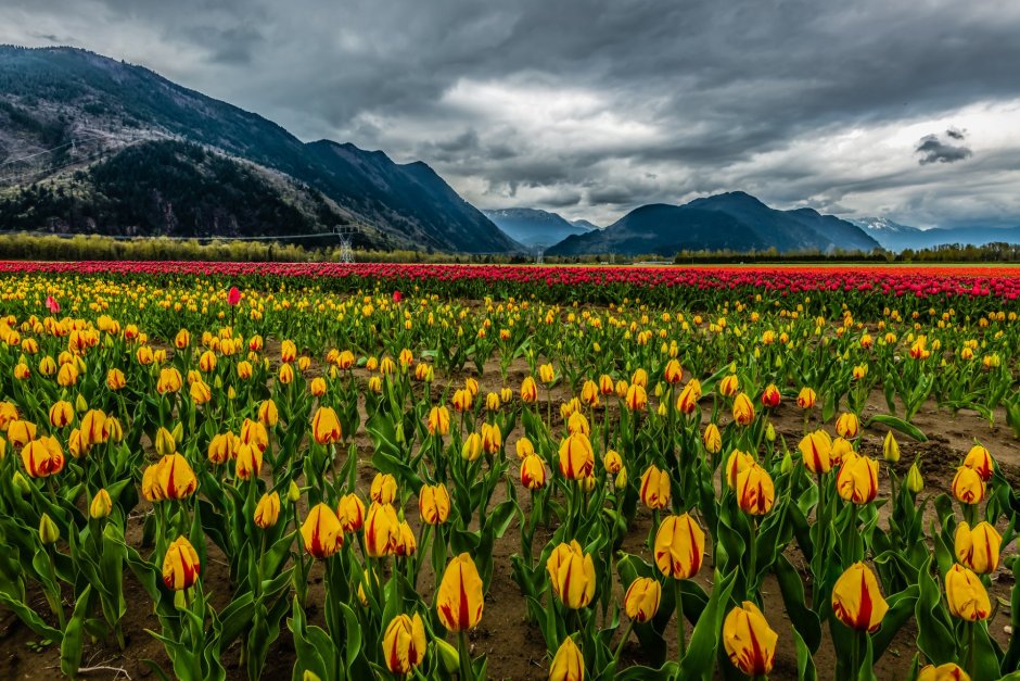 Долина тюльпанов Интерлакен Швейцария