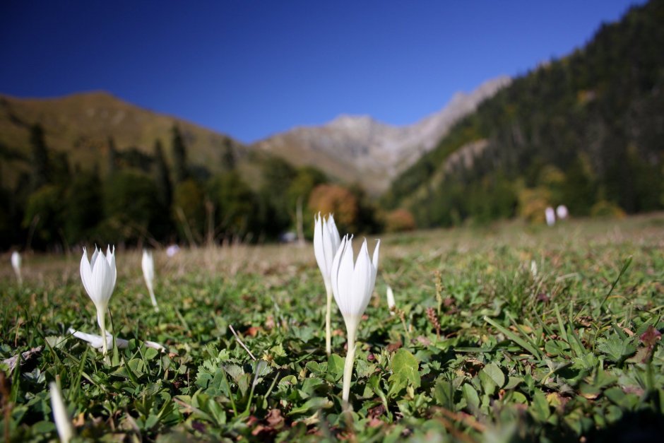 Альпийские Луга цветы Абхазия