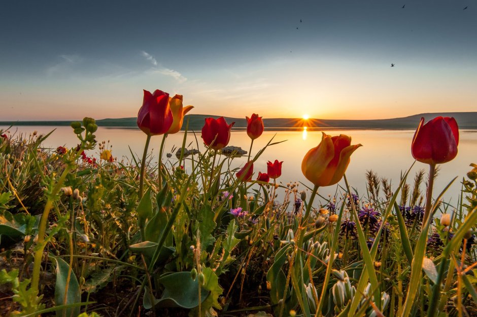 Мыс Опук в Крыму тюльпаны