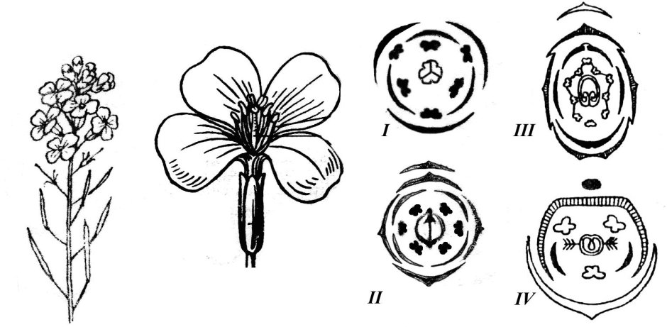 Сурепка обыкновенная диаграмма цветка