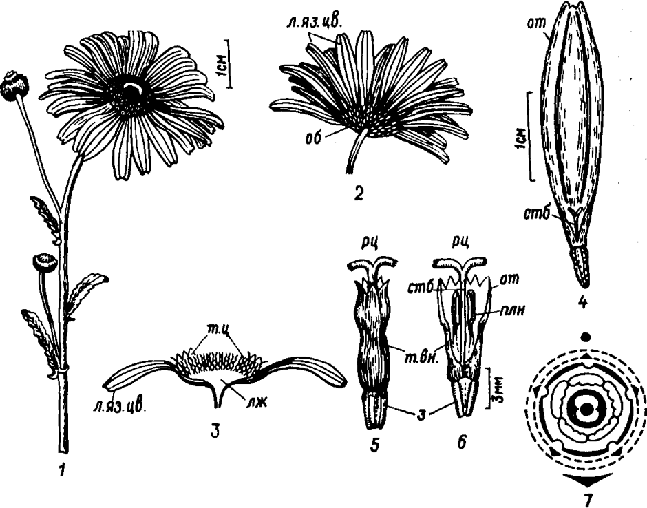 Нивяник обыкновенный формула цветка