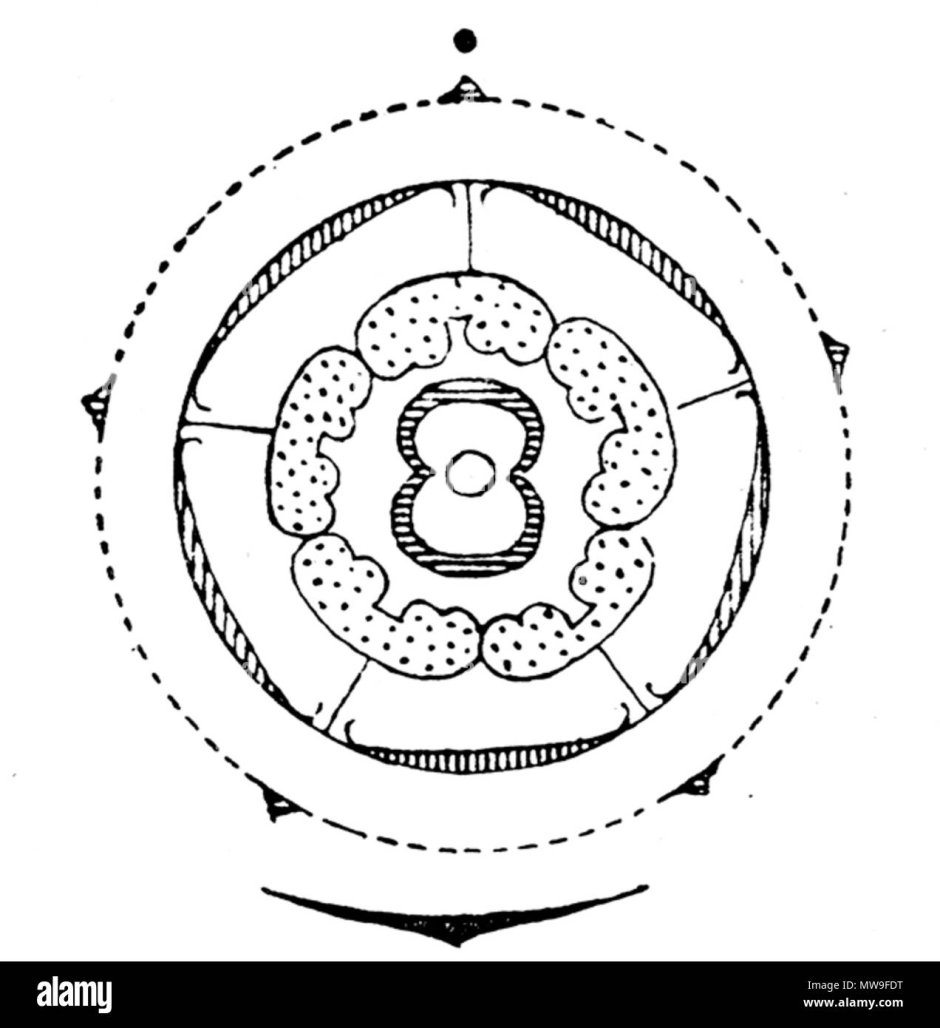 Семейство Астровые диаграмма цветка