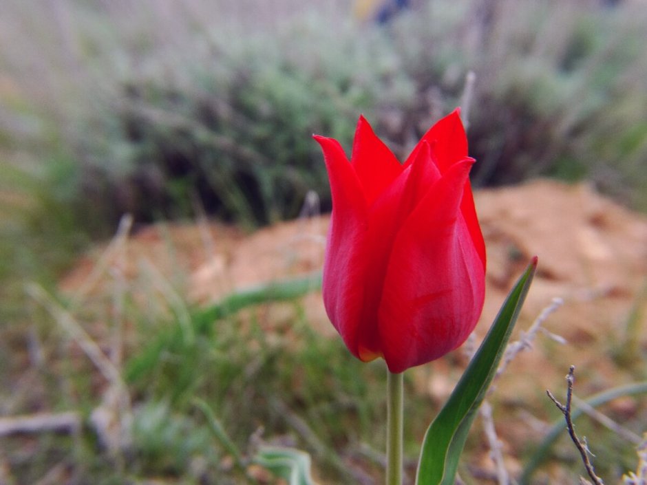Весна гора Богдо тюльпаны
