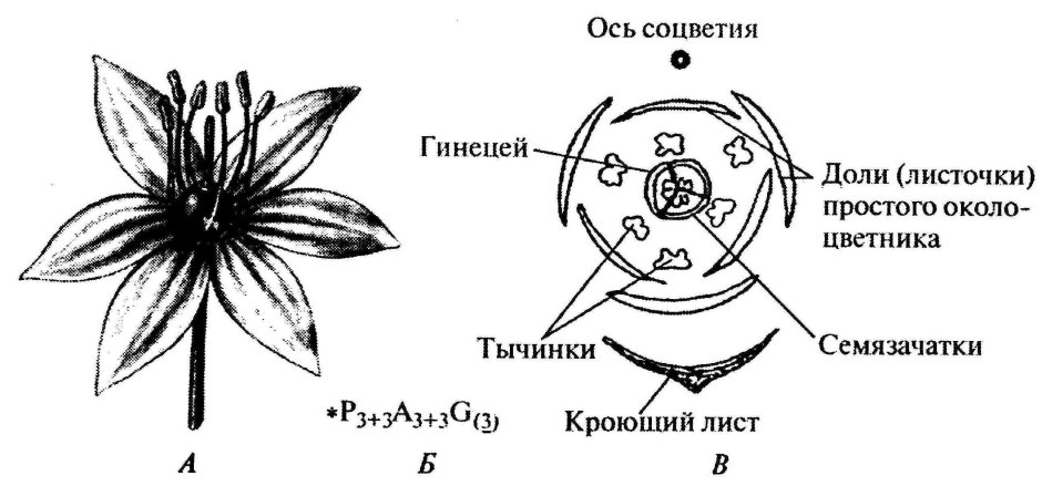 Семейство Мелантиевые диаграмма цветка