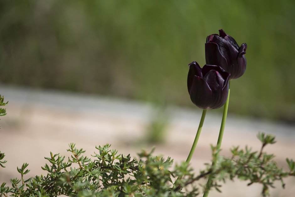 Чёрные тюльпаны фото