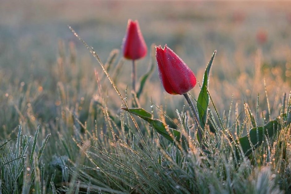 Дикие тюльпаны в Калмыкии