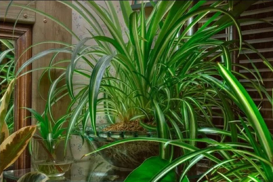Комнатное растение с длинными зелеными листьями