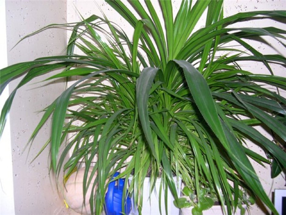 Панданус комнатное растение