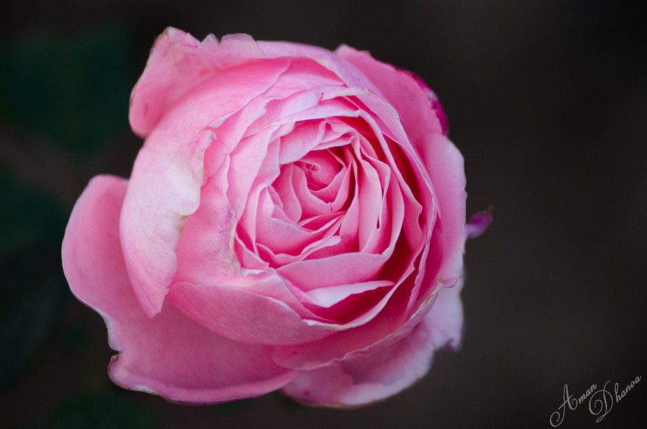 Фото розовые розы Королева Швеции