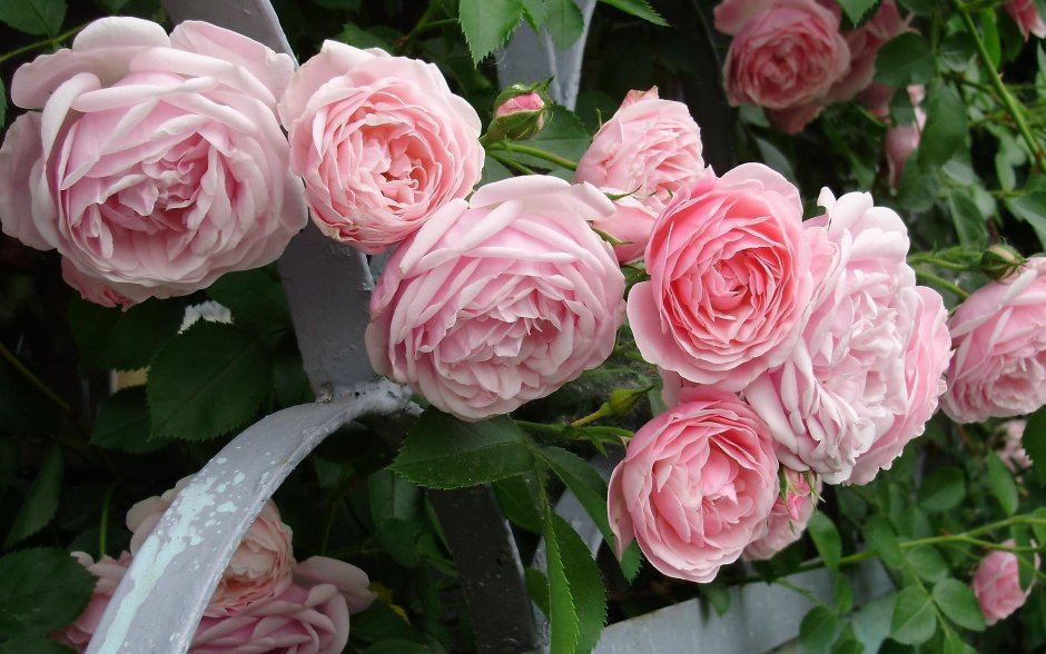 Мияби роза японской селекции