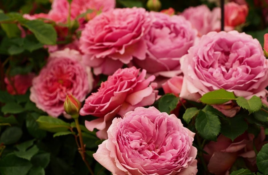 Лондон Риджентс-парк розы