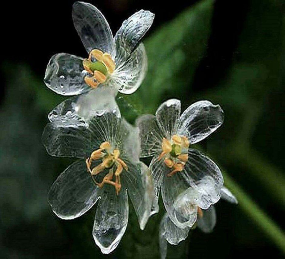 Двулистник (Skeleton Flower)