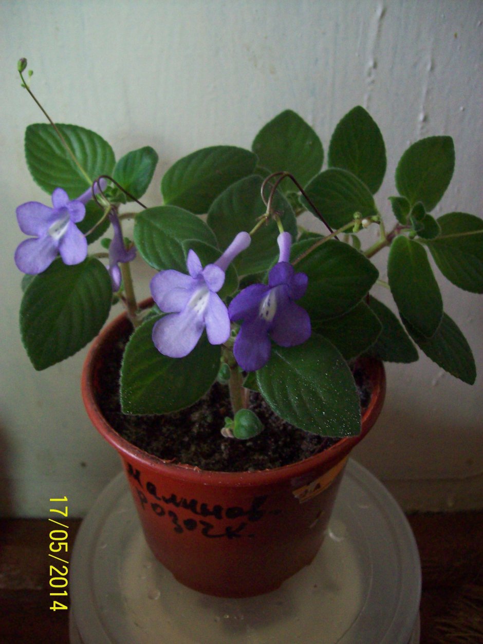 Streptocarpus saxorum