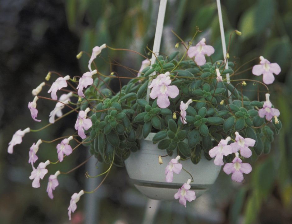 Streptocarpus saxorum