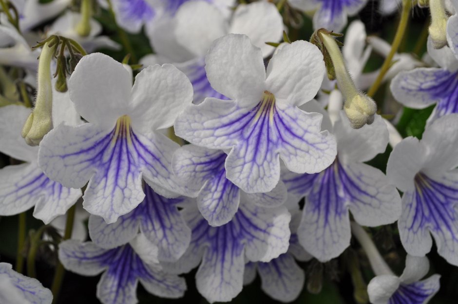 Streptocarpus saxorum