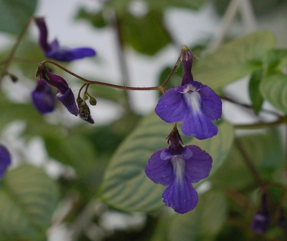 Стрептокарпелла цветок. Streptocarpus saxorum. . Стрептокарпелла Блю Мун.