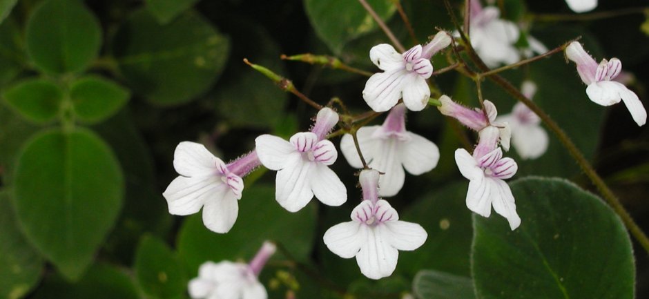 Стрептокарпелла White Butterfly