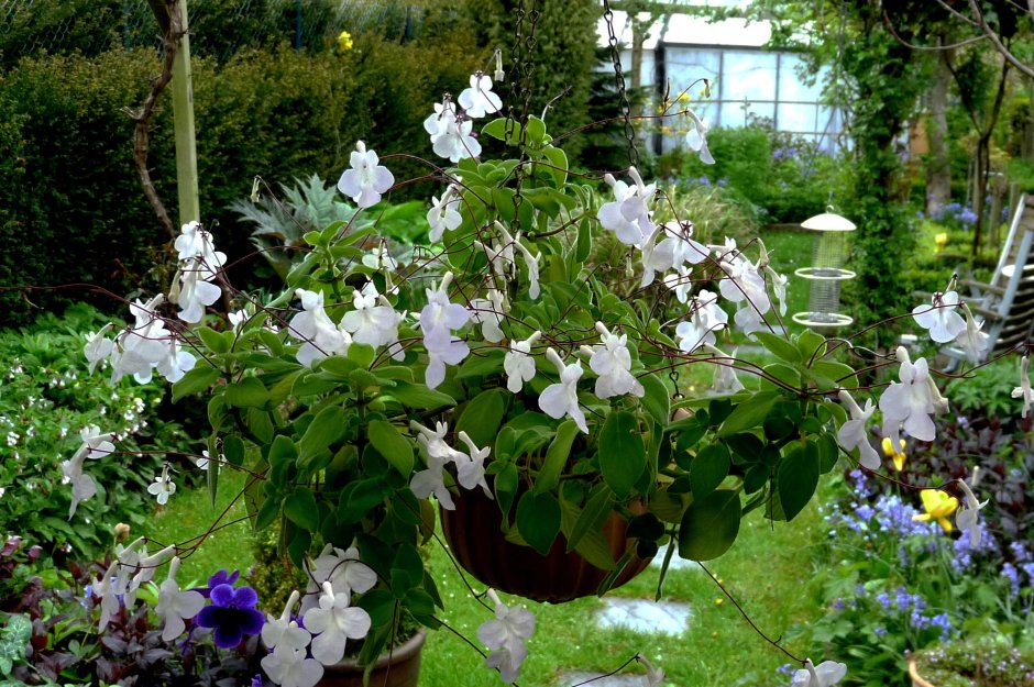 Стрептокарпус Streptocarpus Blue