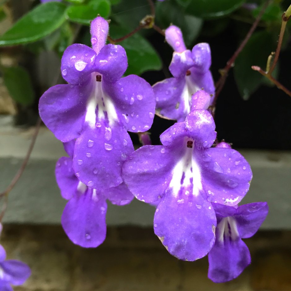 Streptocarpus saxorum