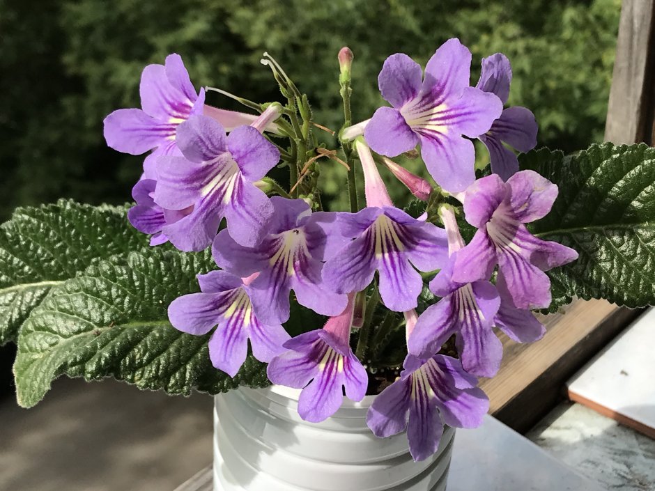 Streptocarpus saxorum